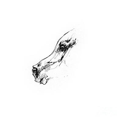 Animals Drawings - Arabian horse sketch 2014 05 24 g by Ang El