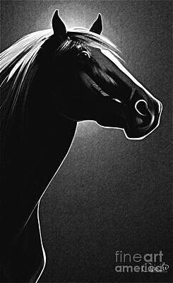 Outerspace Patenets Royalty Free Images - Arabian stallion - portrait Royalty-Free Image by Chris Bee