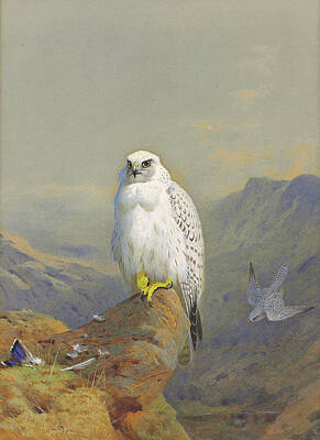 Country Road - Archibald Thorburn 1860-1935 A Greenland falcon on a rocky outcrop by Timeless Images Archive