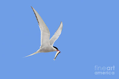 Pop Art - Arctic Tern Flying with Fish by Arterra Picture Library