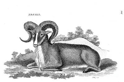 Mountain Drawings - argali, mountain sheep Ovis ammon r1 by Historic illustrations