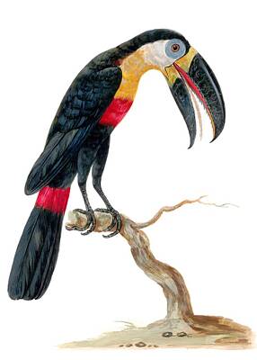 Animals Paintings - Channel-billed Toucan by Bird Republic