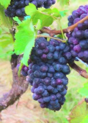 Spot Of Tea Rights Managed Images - Artistic Grapes In September Royalty-Free Image by Cathy Lindsey