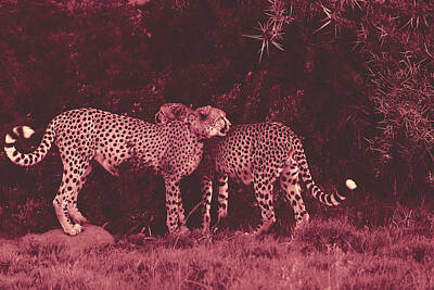 Easter Bunny - Asiatic cheetahs on grass under foliage by Timeless Images Archive