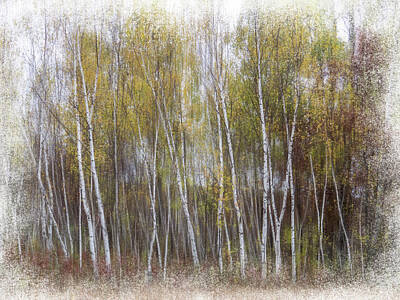 Priska Wettstein Land Shapes Series - Aspen Trees at Lake Maria State Park MN by Patti Deters