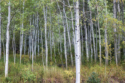 Sports Illustrated Covers - Aspens Along the Road to Maroon Bells, No. 3 by Belinda Greb