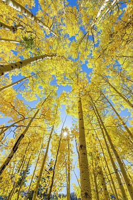 Animal Surreal - Aspens and Sunstar by Chris Augliera