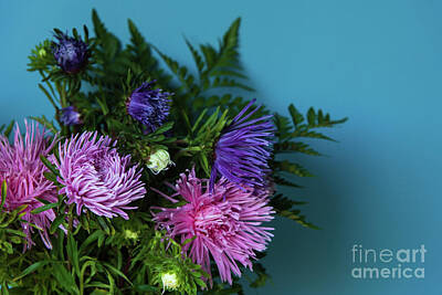 Dainty Daisies - Aster flowers bouquet against blue painted stone wall by Elena Dijour