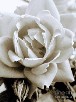 Roses Photo Royalty Free Images - At Last Royalty-Free Image by Rose Elaine