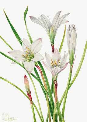 Lilies Royalty-Free and Rights-Managed Images - Atamasco Lily am  Mary Vaux Walcott. Original from The Smithsonian by Celestial Images