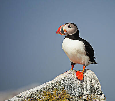 Lori A Cash Royalty-Free and Rights-Managed Images - Atantic Puffin Profile by Lori A Cash