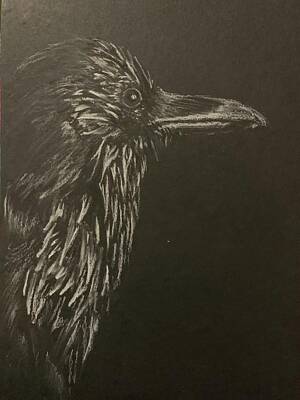 Roses Drawings - Attentive Crow by Christine Marie Rose