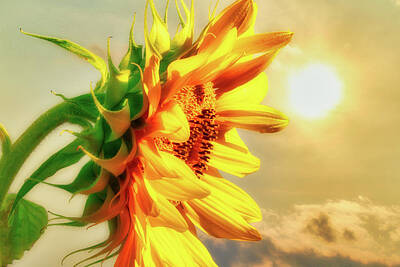 Sunflowers Royalty-Free and Rights-Managed Images - August Afternoon by Bob Orsillo