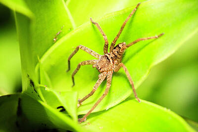 Animals Photo Royalty Free Images - Australian Huntsman Spider Royalty-Free Image by Rob D