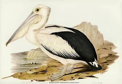 Nirvana - Australian Pelican Pelecanus conspicillatus illustrated by Elizabeth Gould by Shop Ability