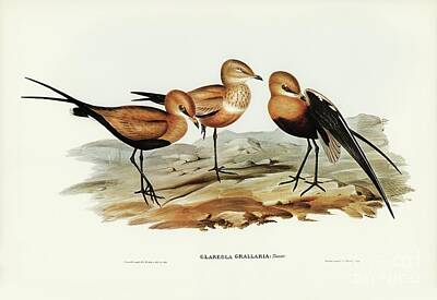 Animals Paintings - Australian Pratincole Glareola grallaria illustrated by Elizabeth Gould 1804-1841 for John Gould by Shop Ability