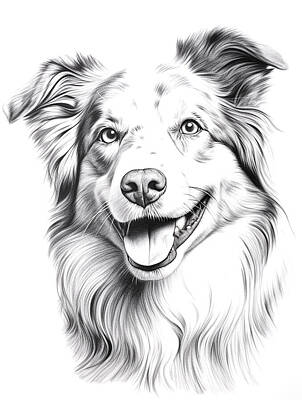 Mammals Royalty Free Images - Australian Shepherd Dog Pencil Drawing Royalty-Free Image by Stephen Smith Galleries