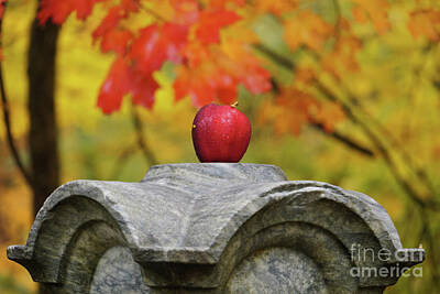 Brad - Autumn Apple by Rachel Cohen