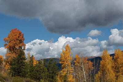 Joe Hamilton Nfl Football Wood Art - Autumn Aspen Ridge with Clouds by Cascade Colors