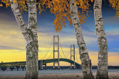 Randall Nyhof Royalty-Free and Rights-Managed Images - Autumn Birch Trees in Mackinaw City by the Mackinac Bridge by Randall Nyhof