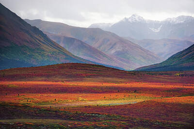 Royalty-Free and Rights-Managed Images - Autumn in Denali by Kent Miller