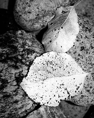 Mellow Yellow Rights Managed Images - Autumn Leaves In Black And White -nature photography  Royalty-Free Image by Ann Powell
