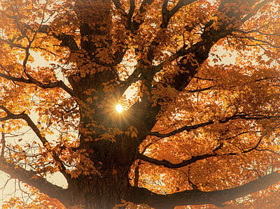 Old Masters Royalty Free Images - Autumn Morning Sunlight Through Tree 1 Royalty-Free Image by Michael Saunders