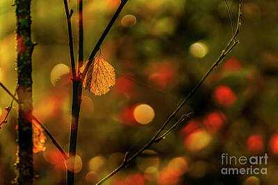Impressionism Photos - Autumn of the forest by Veikko Suikkanen
