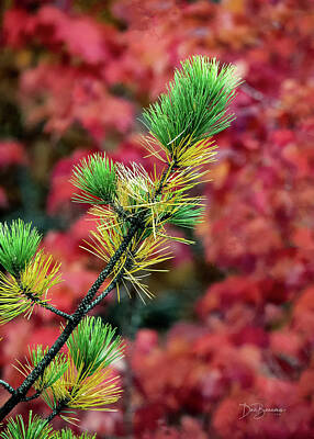 Dan Beauvais Royalty-Free and Rights-Managed Images - Autumn Pine on Maple #4123 by Dan Beauvais