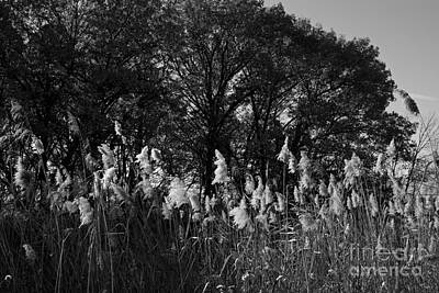 Frank J Casella Rights Managed Images - Autumn Prairie in Black and White Royalty-Free Image by Frank J Casella