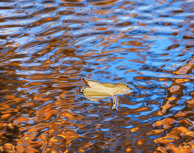 Photo Rights Managed Images - Autumn Ripples Royalty-Free Image by Darren White