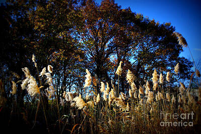 Frank J Casella Rights Managed Images - Autumn Splendor Royalty-Free Image by Frank J Casella