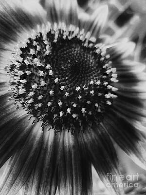 Sunflowers Digital Art - Autumn Sunflower In Black And White by Rachel Hannah