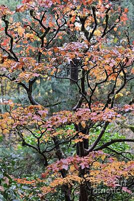 Monochrome Landscapes Royalty Free Images - Autumn Tree in Japanese Garden Royalty-Free Image by Carol Groenen
