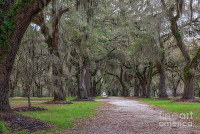 Landscapes Kadek Susanto Royalty Free Images - Avenue of Oaks - Charleston South Carolina Royalty-Free Image by Dale Powell