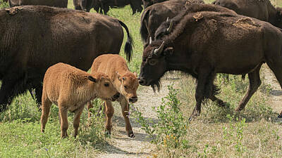 College Town - Baby Bison by Jeff Brown