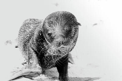 Star Wars - Baby Galapagos Seal BW by Adrian O Brien