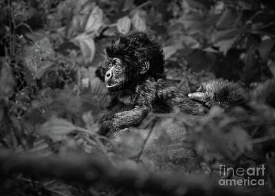 Boho Christmas - Baby Gorilla by Jamie Pham