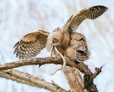 Discover Inventions - Great Horned Owlet with Snake by Judi Dressler