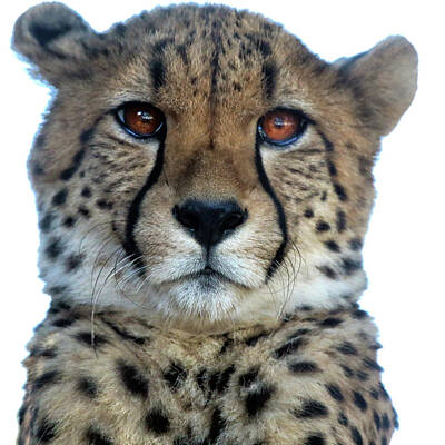 Mammals Photos - Baby Leopard by Mitch Cat