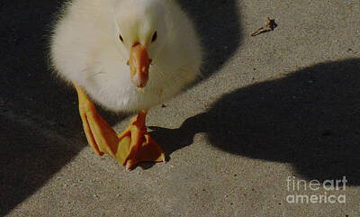 Vintage Tees - Baby White Morph Swan Goose Two by Debby Pueschel