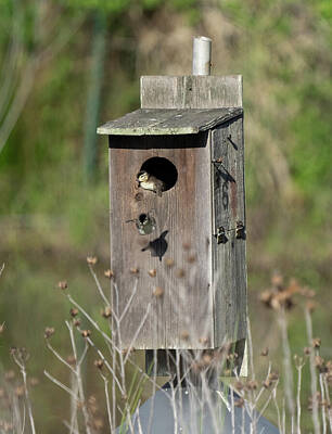 Birds Royalty Free Images - Baby Wood Ducks depart box Royalty-Free Image by Jack Nevitt