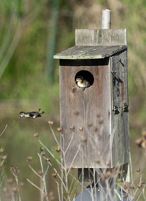 Birds Royalty Free Images - Baby Woodducks leaving the nesting box Royalty-Free Image by Jack Nevitt