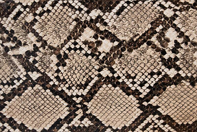 Reptiles Photos - Background Of Snake Skin Texture by Julien