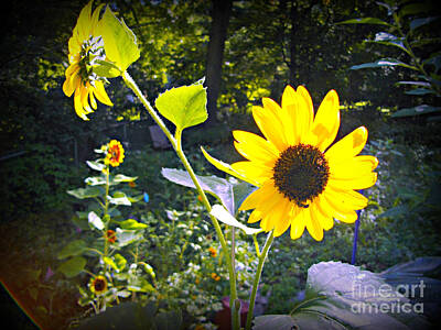 Frank J Casella Royalty-Free and Rights-Managed Images - Backyard Autumn Sunflower by Frank J Casella
