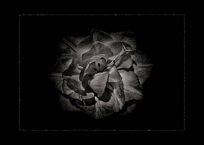 Abstract Flowers Photos - Backyard Flowers In Black And White 81 With Border by Brian Carson