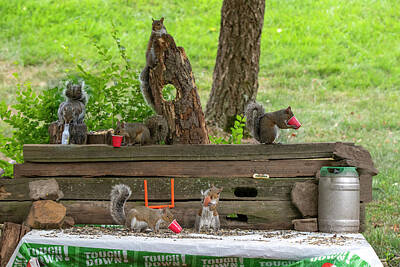Sports Rights Managed Images - Backyard Squirrels relaxing and on a sturday afternoon Royalty-Free Image by Dan Friend