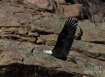 Steven Krull Royalty-Free and Rights-Managed Images - Bald Eagle by Cliffs by Steven Krull