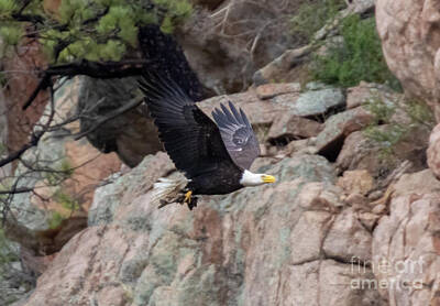 Steven Krull Royalty-Free and Rights-Managed Images - Bald Eagle by the Cliffs by Steven Krull