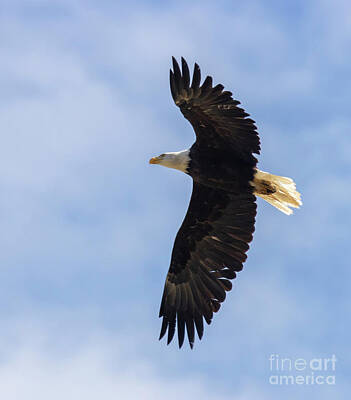 Steven Krull Photos - Bald Eagle iFlight and Blue  Sky by Steven Krull